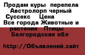 Продам куры, перепела. Австролорп черный. Суссекс. › Цена ­ 1 500 - Все города Животные и растения » Птицы   . Белгородская обл.